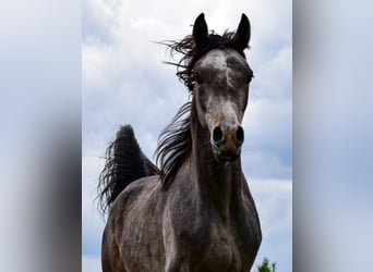Vollblutaraber, Hengst, 2 Jahre, Schimmel