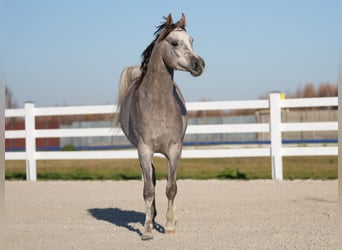 Vollblutaraber, Hengst, 2 Jahre, Schimmel