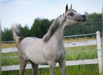 Vollblutaraber, Hengst, 2 Jahre, Schimmel