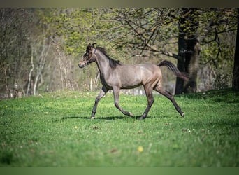 Vollblutaraber, Hengst, 2 Jahre, Schimmel