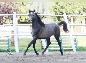 Vollblutaraber, Hengst, 3 Jahre, 148 cm, Fliegenschimmel