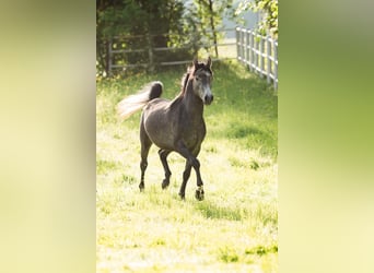 Vollblutaraber, Hengst, 3 Jahre, 148 cm, Fliegenschimmel