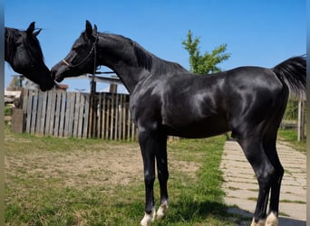 Vollblutaraber, Hengst, 3 Jahre, 150 cm, Rappe