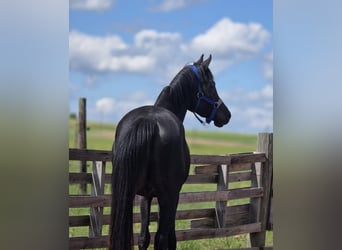 Vollblutaraber, Hengst, 3 Jahre, 150 cm, Rappe