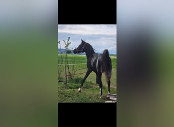 Vollblutaraber, Hengst, 3 Jahre, 150 cm, Rappe