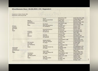 Vollblutaraber, Hengst, 3 Jahre, 150 cm, Rappe