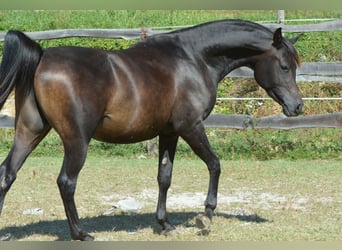 Vollblutaraber, Hengst, 3 Jahre, 150 cm, Schwarzbrauner