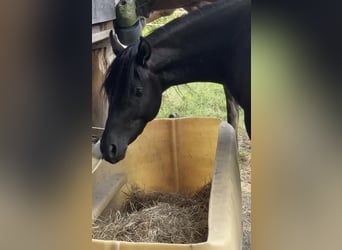 Vollblutaraber, Hengst, 3 Jahre, 153 cm, Rappe