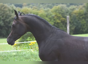Vollblutaraber, Hengst, 3 Jahre, 153 cm, Schimmel