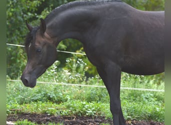 Vollblutaraber, Hengst, 3 Jahre, 153 cm, Schimmel