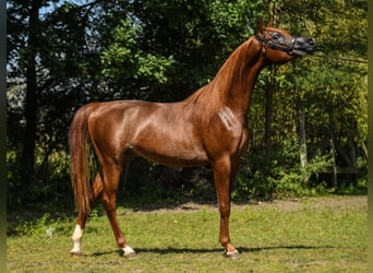 Vollblutaraber, Hengst, 3 Jahre, 154 cm, Fuchs