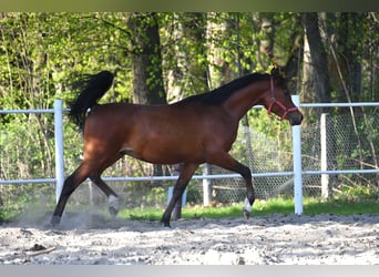 Vollblutaraber, Hengst, 3 Jahre, 154 cm, Rotbrauner