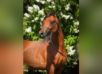 Vollblutaraber, Hengst, 3 Jahre, 155 cm, Rotbrauner