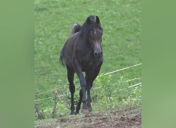 Vollblutaraber, Hengst, 3 Jahre, 155 cm, Schimmel