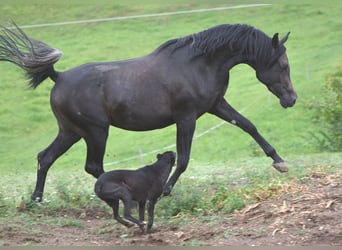 Vollblutaraber, Hengst, 3 Jahre, 155 cm, Schimmel