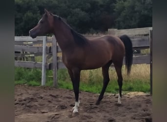 Vollblutaraber, Hengst, 3 Jahre, 155 cm, Schwarzbrauner