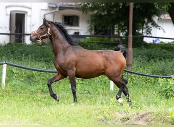 Vollblutaraber, Hengst, 3 Jahre, 156 cm, Dunkelbrauner