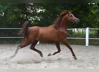 Vollblutaraber, Hengst, 3 Jahre, 156 cm, Rotbrauner