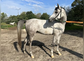 Vollblutaraber, Hengst, 3 Jahre, 158 cm, Schimmel