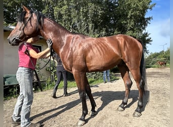 Vollblutaraber, Hengst, 3 Jahre, 159 cm, Brauner