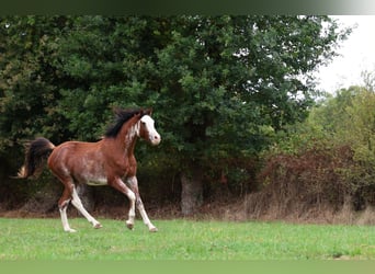 Vollblutaraber, Hengst, 3 Jahre, 159 cm, Sabino