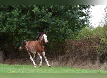 Vollblutaraber, Hengst, 3 Jahre, 159 cm, Sabino