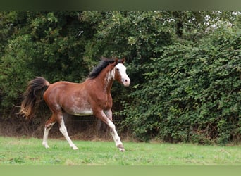 Vollblutaraber, Hengst, 3 Jahre, 159 cm, Sabino