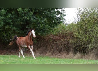 Vollblutaraber, Hengst, 3 Jahre, 159 cm, Sabino