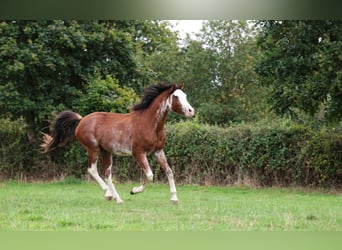 Vollblutaraber, Hengst, 3 Jahre, 159 cm, Sabino