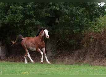 Vollblutaraber, Hengst, 3 Jahre, 159 cm, Sabino