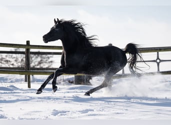 Vollblutaraber, Hengst, 3 Jahre, Brauner