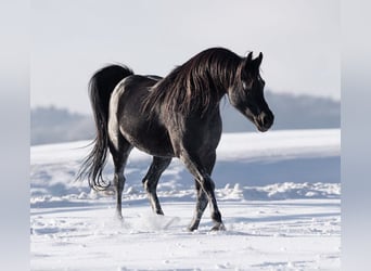 Vollblutaraber, Hengst, 3 Jahre, Brauner