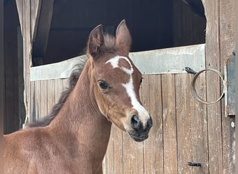 Vollblutaraber, Hengst, 3 Jahre, Brauner