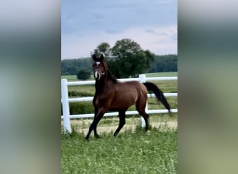 Vollblutaraber, Hengst, 3 Jahre, Dunkelbrauner
