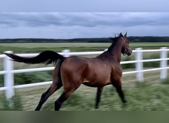 Vollblutaraber, Hengst, 3 Jahre, Dunkelbrauner