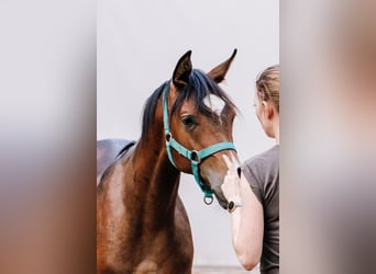 Vollblutaraber, Hengst, 3 Jahre, Dunkelbrauner
