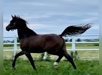 Vollblutaraber, Hengst, 3 Jahre, Dunkelbrauner