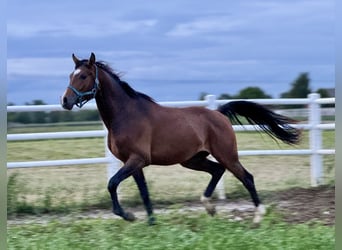 Vollblutaraber, Hengst, 3 Jahre, Dunkelbrauner