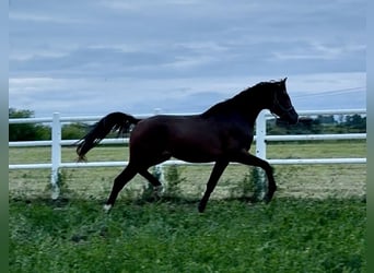 Vollblutaraber, Hengst, 3 Jahre, Dunkelbrauner