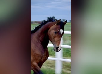 Vollblutaraber, Hengst, 3 Jahre, Dunkelbrauner