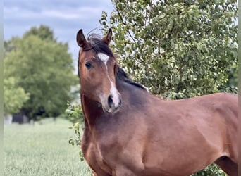 Vollblutaraber, Hengst, 3 Jahre, Dunkelbrauner