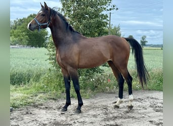 Vollblutaraber, Hengst, 3 Jahre, Dunkelbrauner