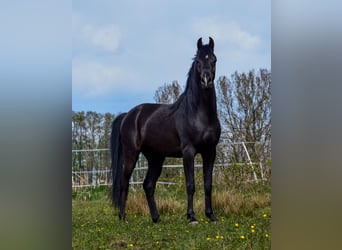 Vollblutaraber, Hengst, 3 Jahre, Rappe