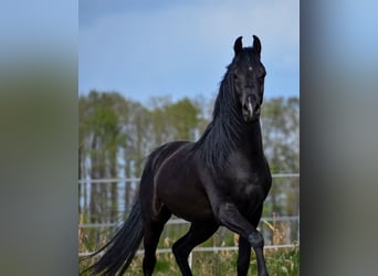 Vollblutaraber, Hengst, 3 Jahre, Rappe