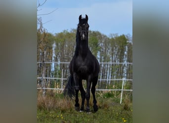 Vollblutaraber, Hengst, 3 Jahre, Rappe