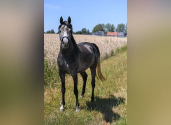 Vollblutaraber, Hengst, 3 Jahre, Rappschimmel