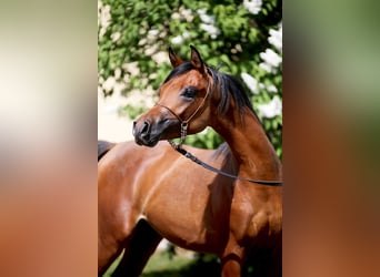 Vollblutaraber, Hengst, 3 Jahre, Rotbrauner