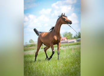 Vollblutaraber, Hengst, 3 Jahre, Rotbrauner