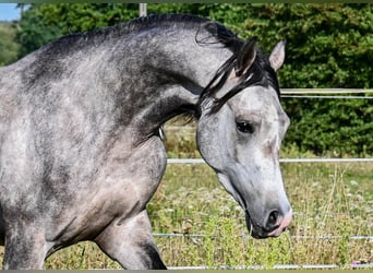 Vollblutaraber, Hengst, 3 Jahre, Schimmel