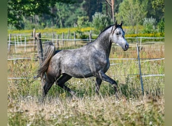 Vollblutaraber, Hengst, 3 Jahre, Schimmel